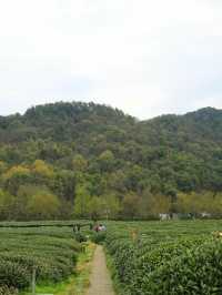 中國茶葉博物館雙峰館畔