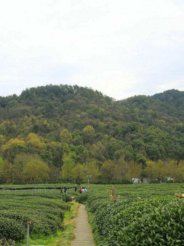 中國茶葉博物館雙峰館畔