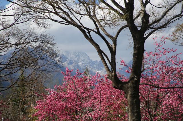 雪山下的櫻花大道