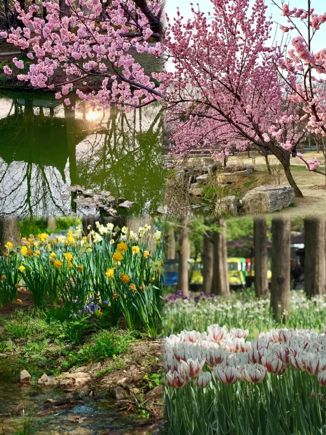 【花漾金陵、春光に負けず】南京の春の花見完全ガイド