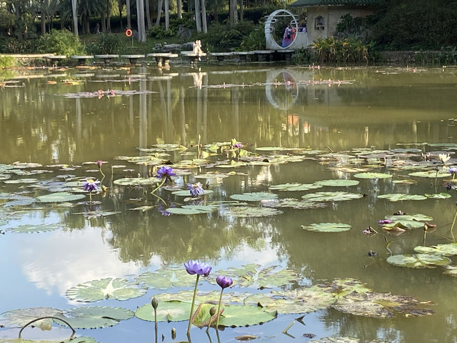 南寧市人民公園，現實版的綠野仙蹤！拍照打卡超出片！