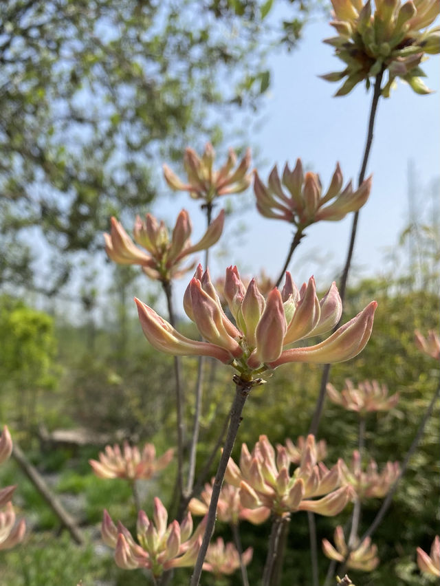 春天的植物園美得不要不要的