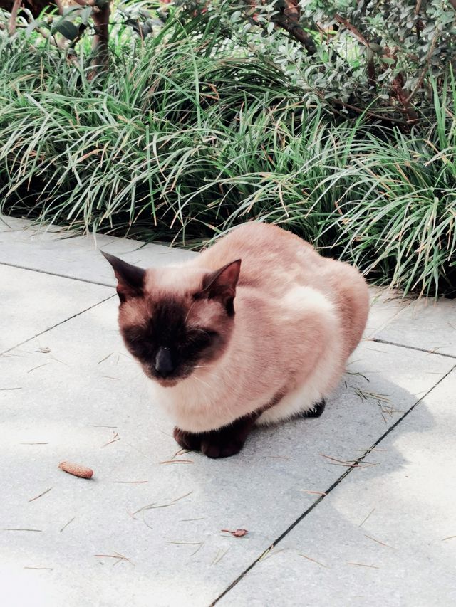 春日宜祈福來1600年猫猫寺廟賽博祈禱