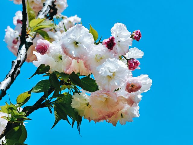 不到三小時就逛完了顧村公園