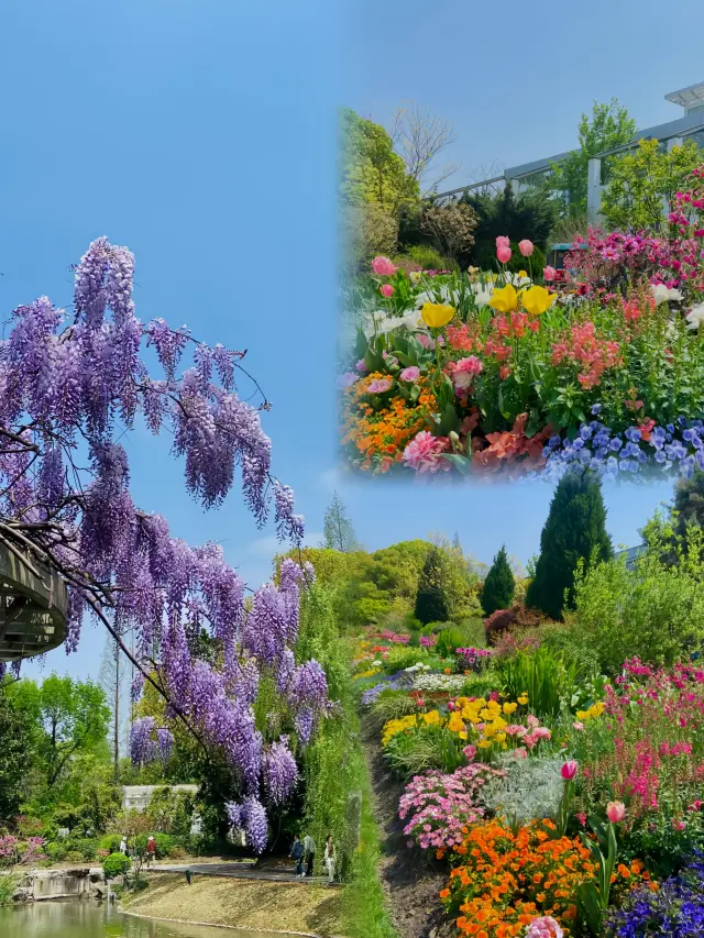 4월의 상하이 식물원은 수없이 많은 봄과 경치가 아름다운 곳입니다