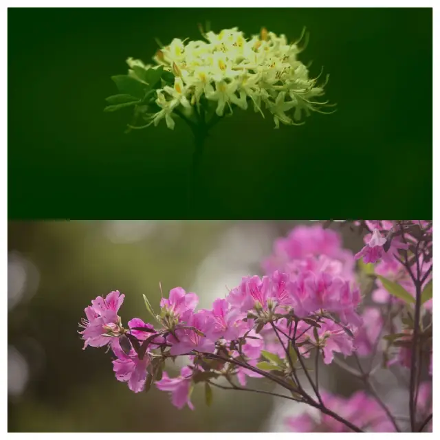 楽しんで花事を楽しむ 春の光を無駄にしない--中国科学院武漢植物園のツツジ園