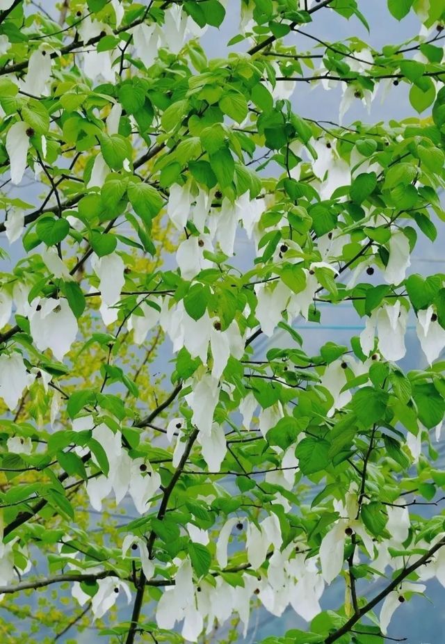 再見花開都江堰丨賞國寶植物珙桐花～