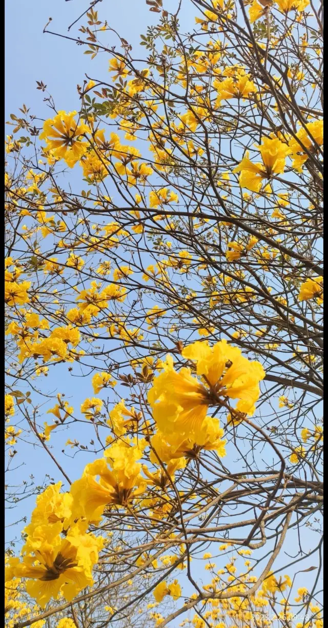 黄色の花海がまた咲いた