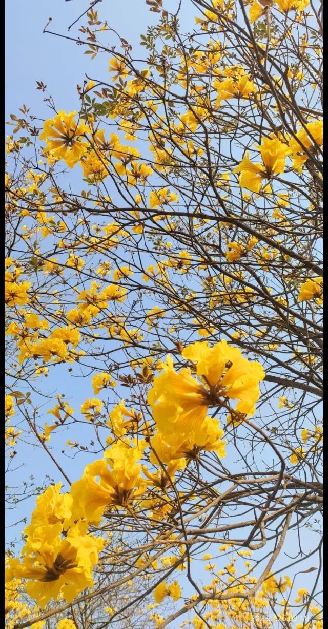 The sea of yellow flowers is in bloom again