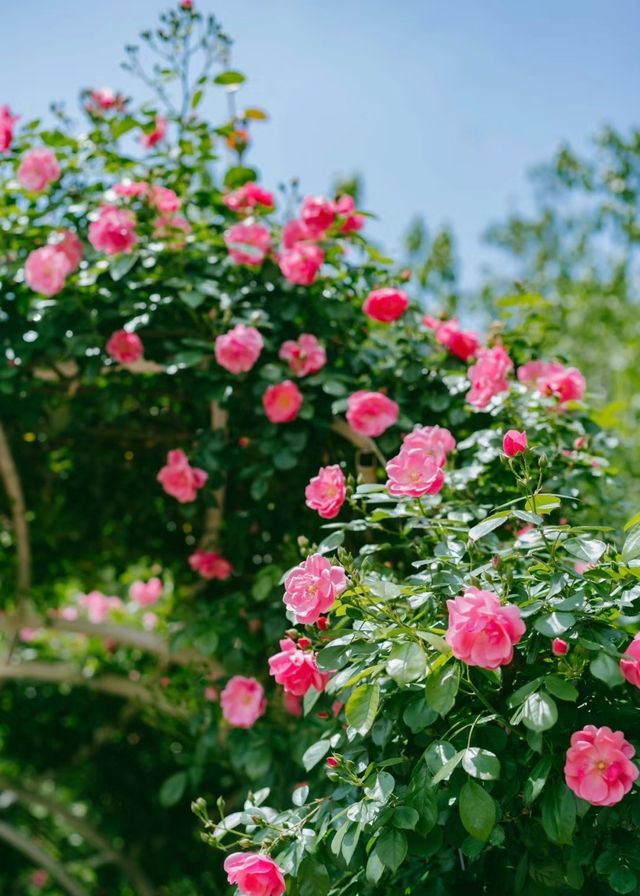 長沙·省植物園|共赴一場關於春天的浪漫花事春天有約 鮮花不誤