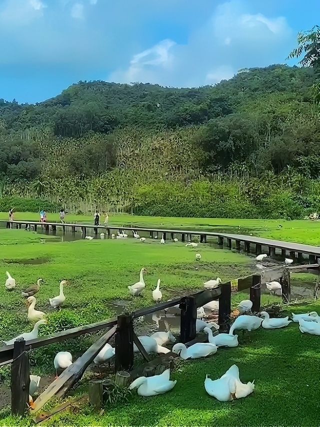 五一牧場之旅，感受逆行的浪漫，親子、情侶皆宜