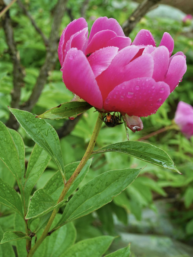 不出遠門過五一，賞花露營遛娃寶藏地