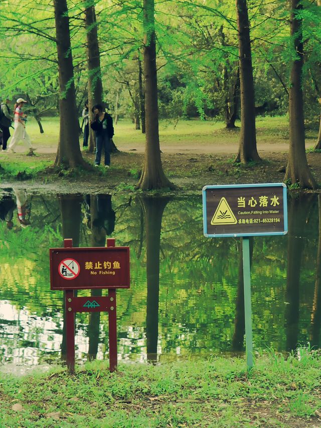 上海共青森林公園？！！
