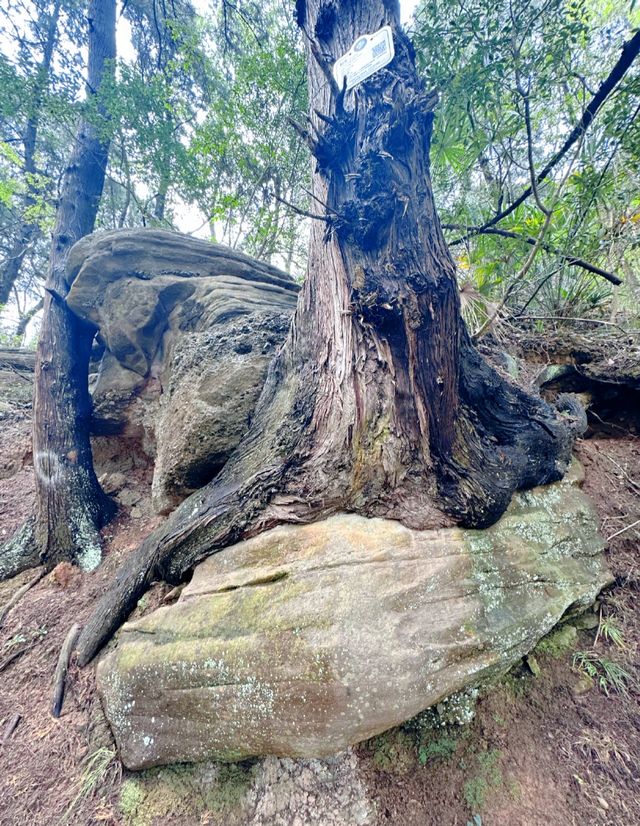 來高廟鋪徒步蜀道，體驗蜀道難