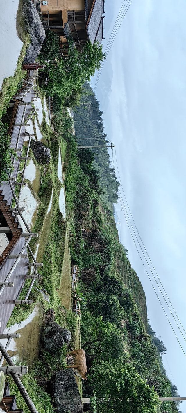 【江西美景】在上堡梯田感受最美田園