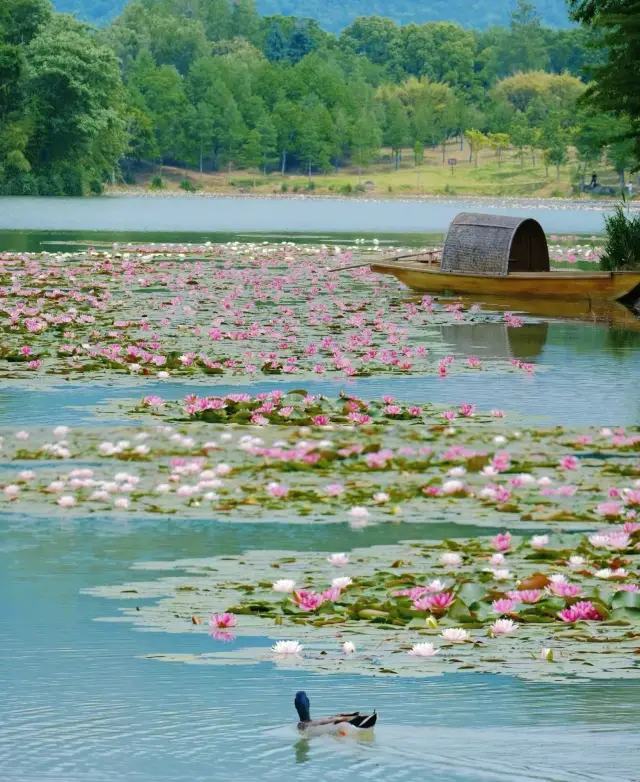 สวนโมเนต์ในชีวิตจริงของทะเลสาบเยนเชี่ยวหนานจิง