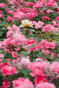 徐匯小眾月季園美成莫內花園不許你錯過