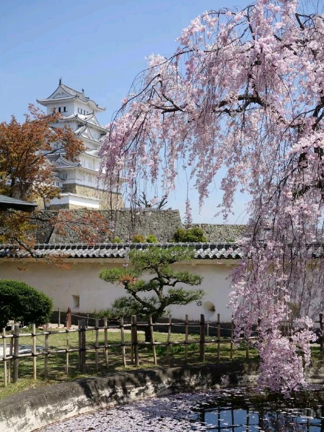Beautiful Himeji Castle in Japan 🇯🇵🏰♥️