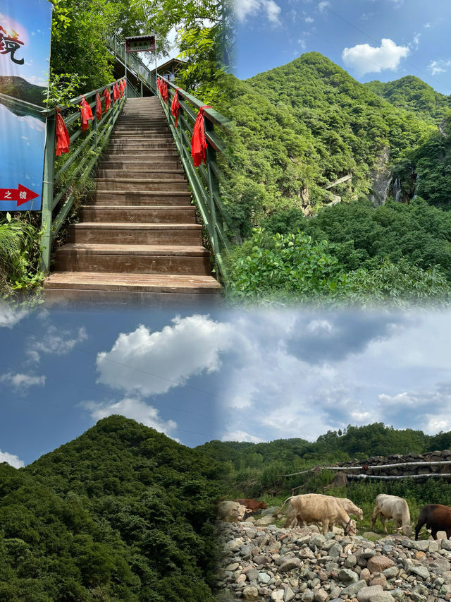 洛陽欒川·王府竹海｜天然氧吧｜放鬆心情