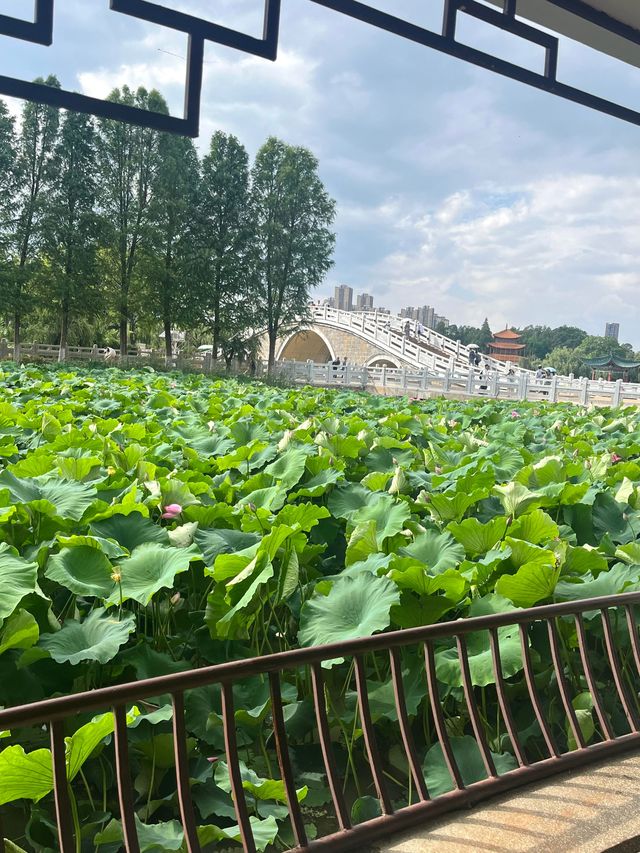 大觀樓–五百里滇池奔來眼底，遊園似誤入藕花深處