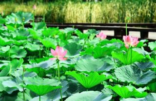 Yuejia Lake Park in Yingdong District, Fuyang City ~ Lotus Blossoms