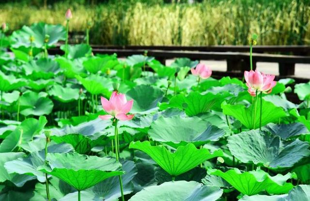 阜陽市潁東區岳家湖公園～荷花綻放