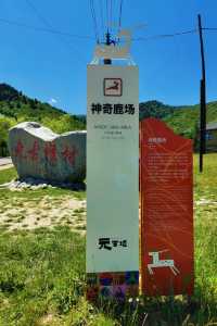 林深時見鹿 甘肅蘭州附近的高山鹿場與梅花親密接觸