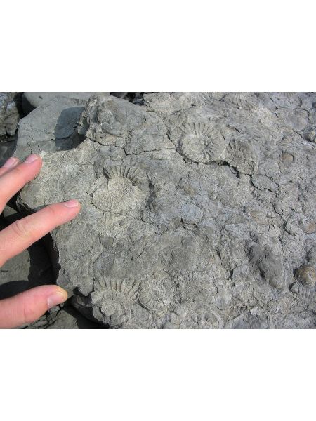 UK Top Fossil Hunting Destinations & My Essential Tips🦖💓