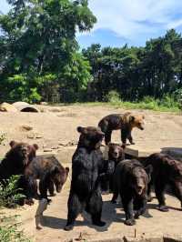 Shenyang forest Zoo