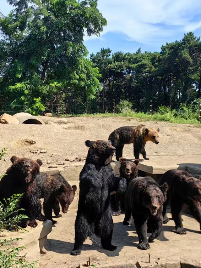 Shenyang forest Zoo