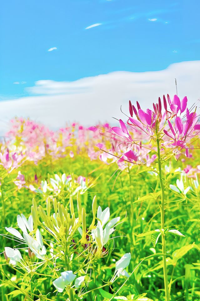 泉州濱海公園|醉蝶花之約。 泉州濱海公園|醉蝶花之約。