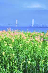 泉州濱海公園|醉蝶花之約。