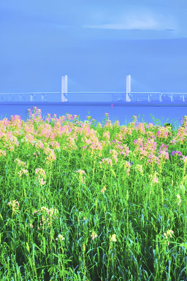 泉州濱海公園|醉蝶花之約。 泉州濱海公園|醉蝶花之約。