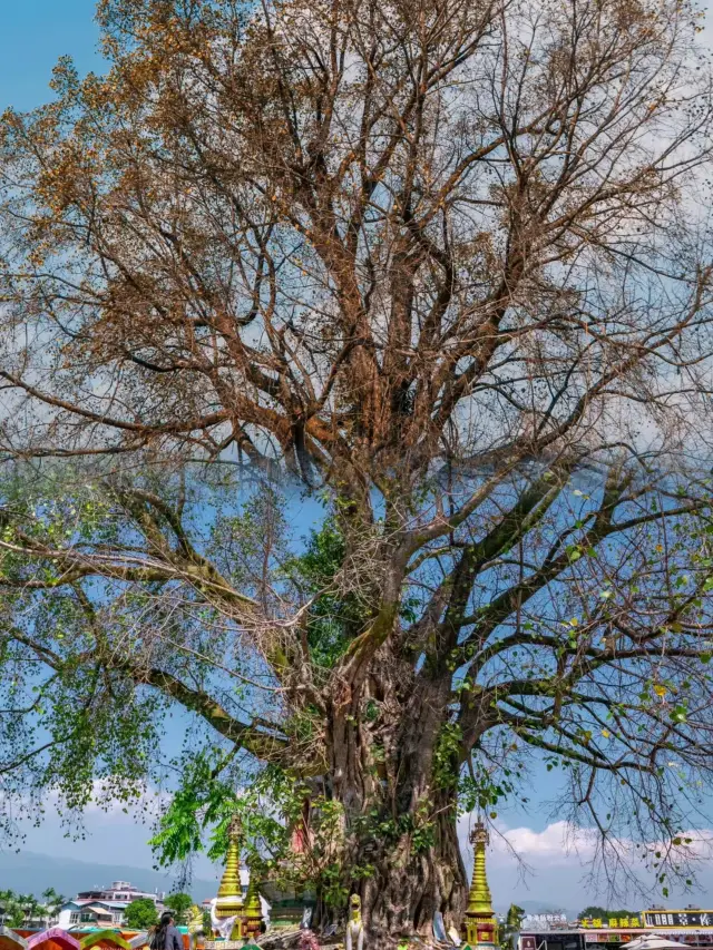 Mangshi|A charming city on the southwestern frontier in the east of the world.