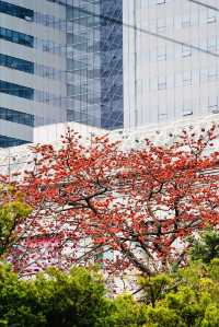 廣州 木棉花開和嶺南書院。