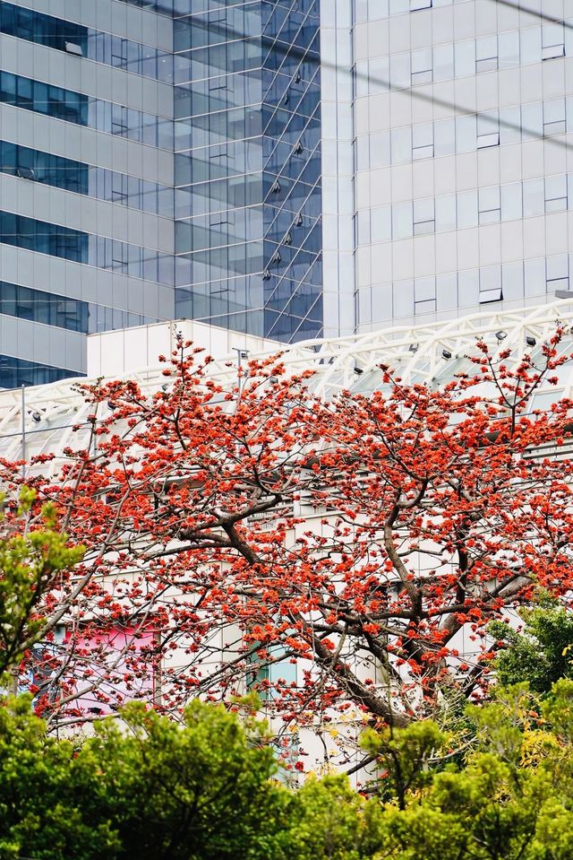 廣州 木棉花開和嶺南書院。