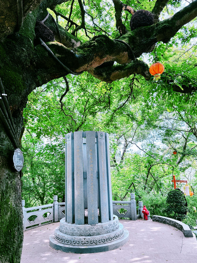 登上饶平石壁山，一秒掉進山水文化的鬆弛感裡。