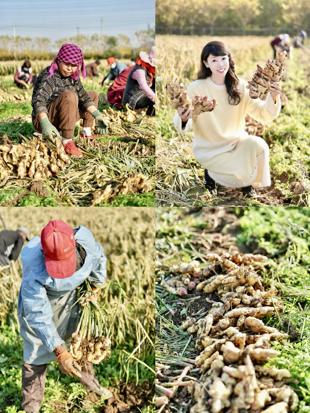 快來鄒平青陽鎮看祖國的大好「薑」山。