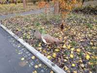 秋天裡的南海子公園。