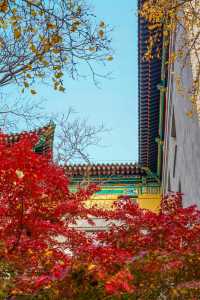 11月16日，友誼賓館紅楓漸變色更美！附位置！