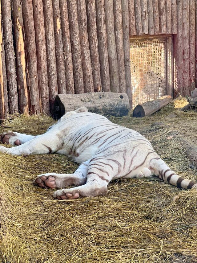 南京 citywalk｜紅山森林動物園。