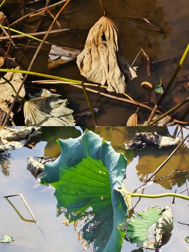 在江西新余抱石公園尋找心靈歸宿。