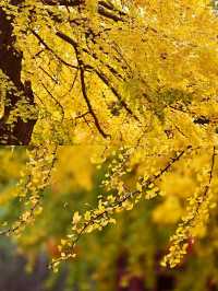 成都百花潭銀杏‖賞秋打卡避坑攻略。