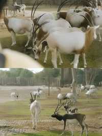 迪拜野生動物園打卡（附詳細攻略）。