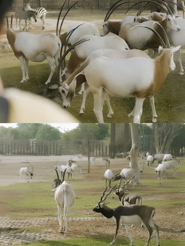 迪拜野生動物園打卡（附詳細攻略）。