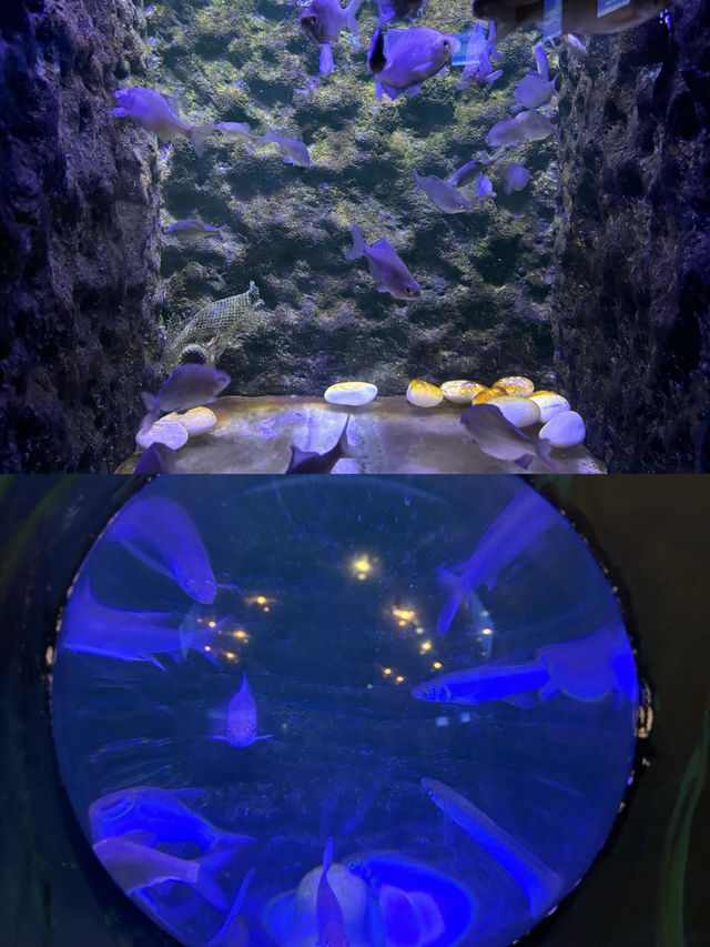 最後一天實習，打卡超讚撫遠魚博館！。