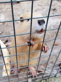青島森林野生動物世界的遊玩攻略來啦。。