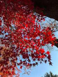 東京紅葉季｜Citywalk 賞紅葉攻略。