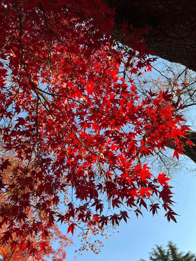 東京紅葉季｜Citywalk 賞紅葉攻略。