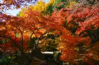 京都楓葉非凡體驗｜紅葉公園手工市集。